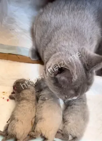 室内装修良浩小孩摔猫